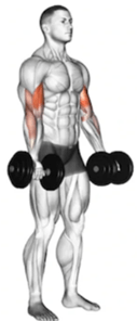 Ideal Free Weight Exercises for Upper Body&nbsp;Strength